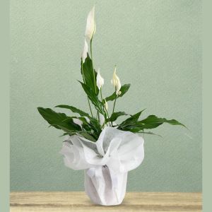  Bodrum Floristen - Die Topfblumen