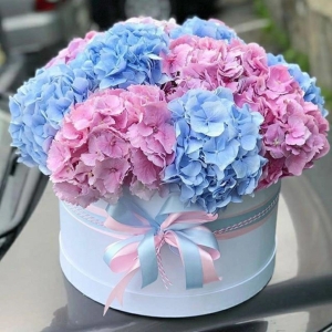 Send Flowers to Bodrum - Hydrangea Flower